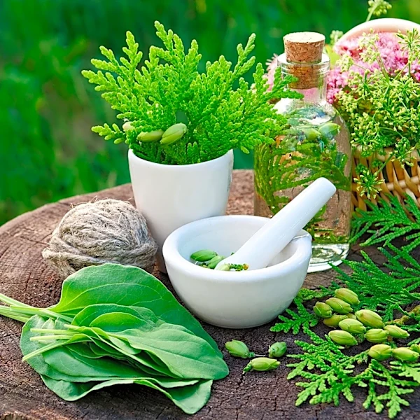 Chanca Piedra Explored for Women's Wellness: Traditional Uses and Safety Insights