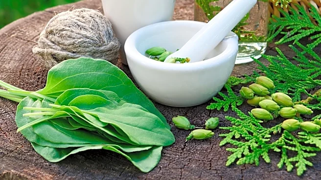 Chanca Piedra Explored for Women's Wellness: Traditional Uses and Safety Insights