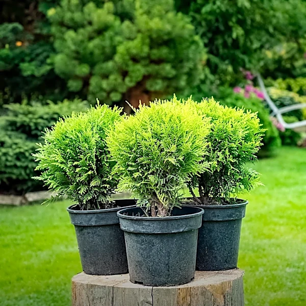 Sierra Pacific Industries Seeks Conifer Nursery Shipping Lead in Grenada, CA, Offering Comprehensive Benefits