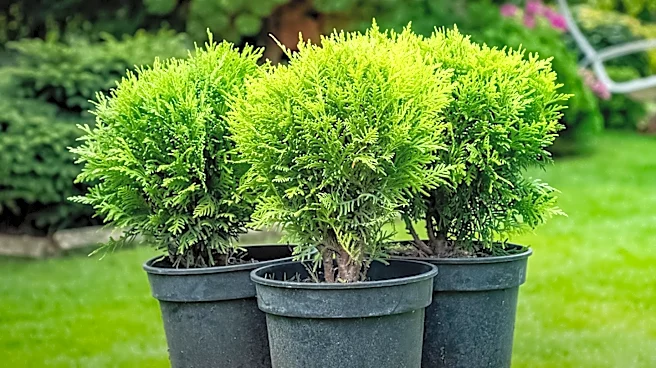 Sierra Pacific Industries Seeks Conifer Nursery Shipping Lead in Grenada, CA, Offering Comprehensive Benefits