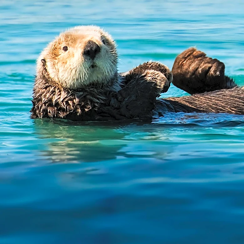 Lake Tahoe Swimmer Undergoes Surgery After Otter Attack Leads to Infection