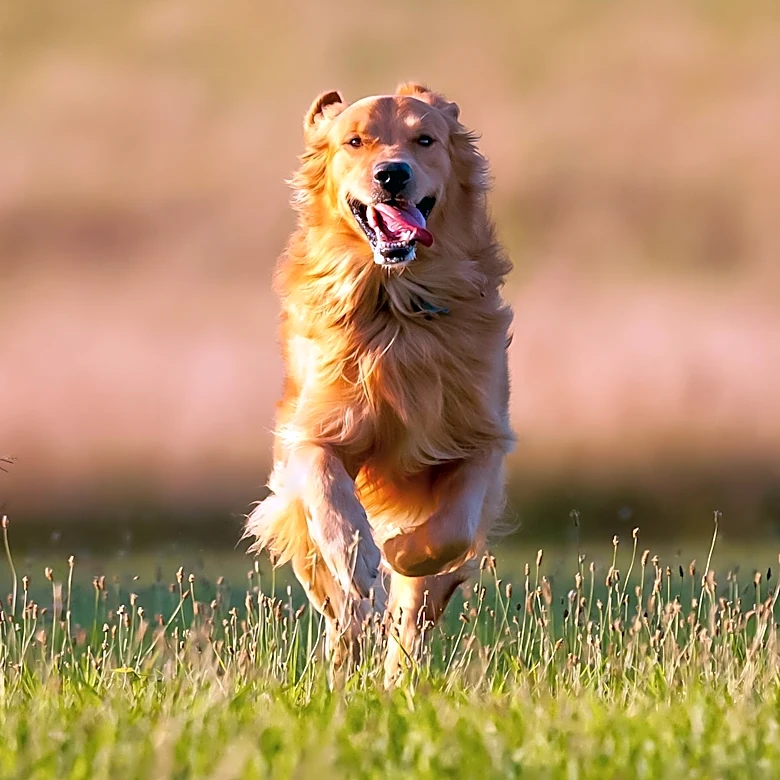 Golden Retriever Chases School Bus to Join Siblings in Farmington, New York