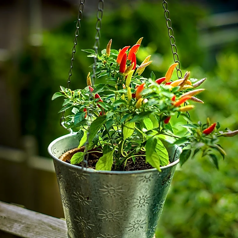 Tasting Table Recommends Ornamental Peppers as Edible Fall Alternative to Mums