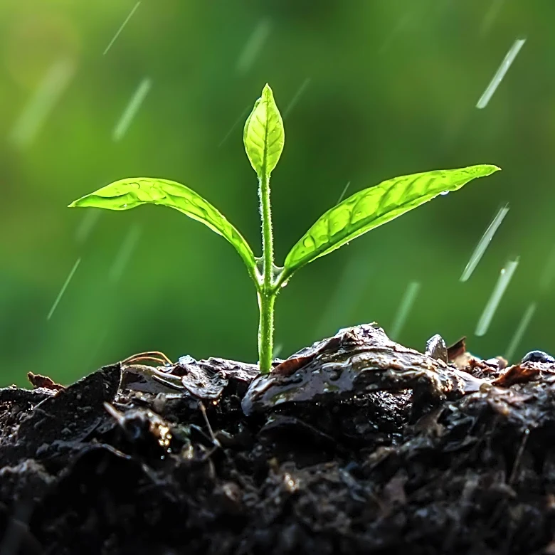 IFCJ Daily Devotional Compares God's Word to Life-Giving Rain, Emphasizing Patience and Consistency