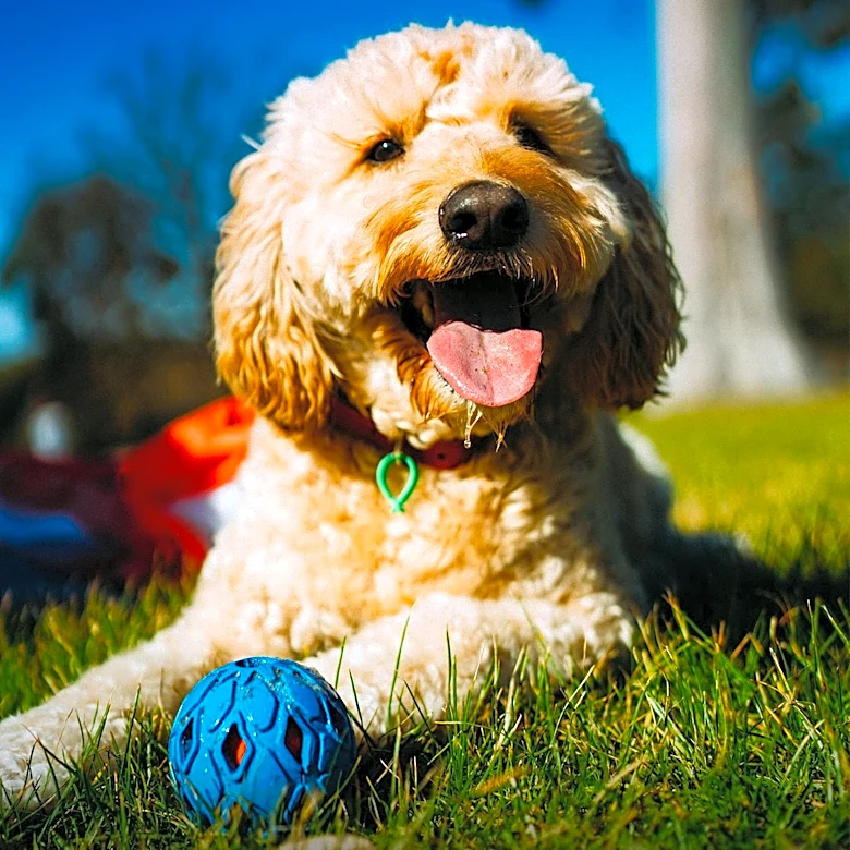 PrideBites Introduces Branded Pet Products as Loyalty Program Rewards