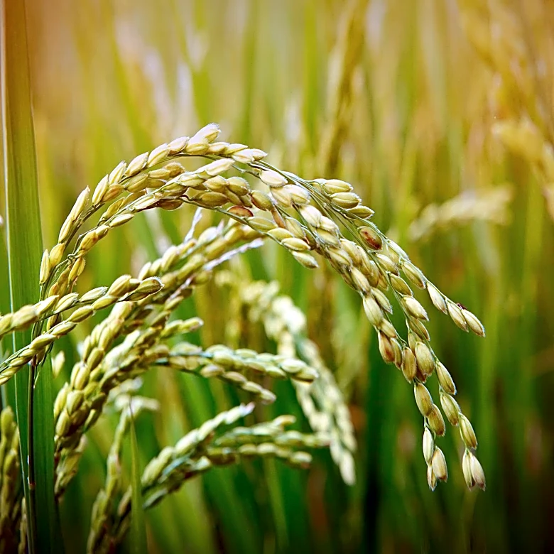 Anheuser-Busch Foundation Awards $130,000 Grant for Arkansas Rice Research