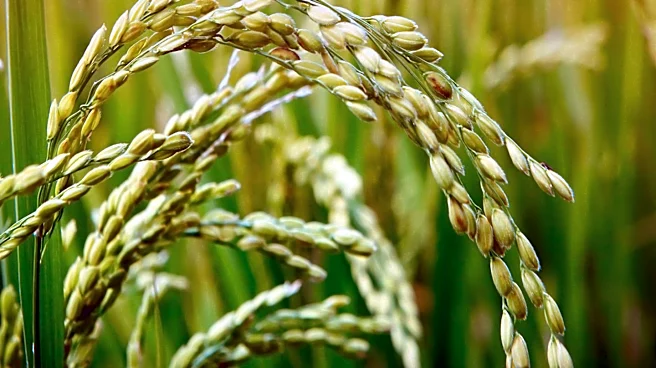 Anheuser-Busch Foundation Awards $130,000 Grant for Arkansas Rice Research