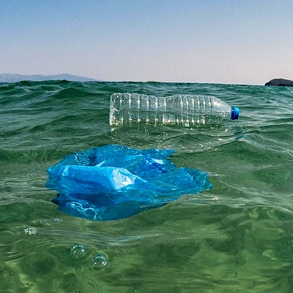 Endangered Species Chocolate Achieves Ocean Plastic Neutral Status, Supports Wildlife Conservation