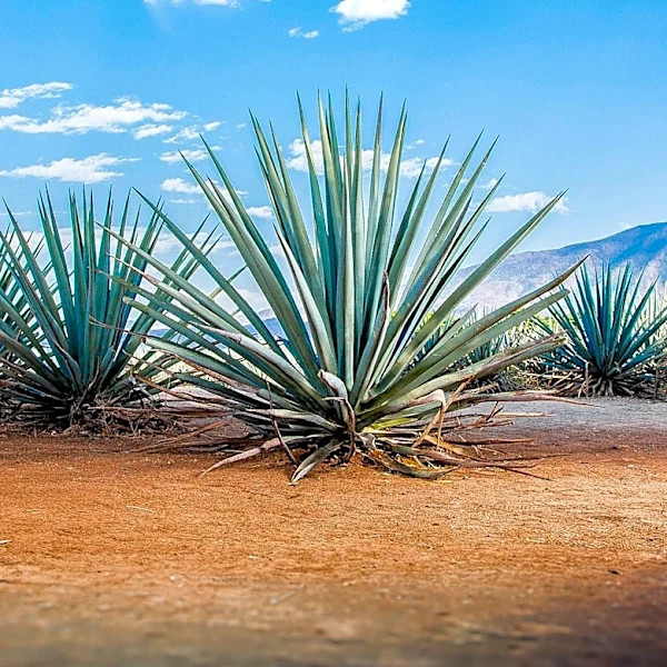 Wellton Farm and Brewery Recognized for Promoting Agritourism in Arizona