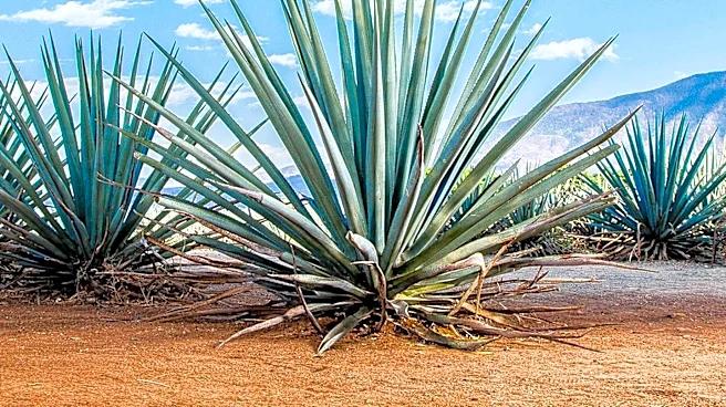 Wellton Farm and Brewery Recognized for Promoting Agritourism in Arizona