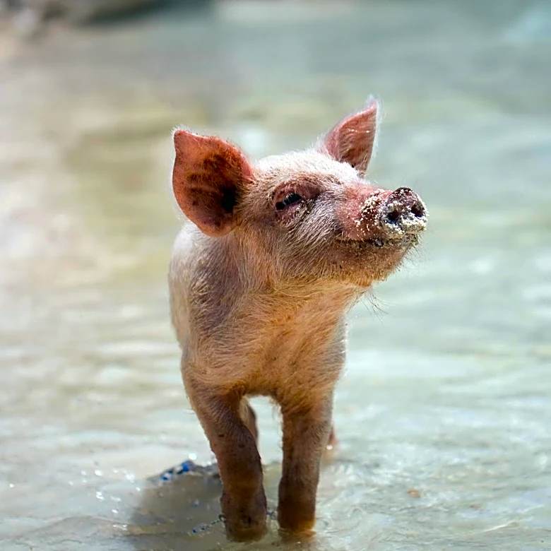 Scenic 98 Coastal Details the Rise of 'Shrimp the Pig' as a Pet Influencer