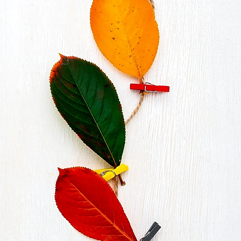 Homeowners Embrace Fall-Themed DIY Decor Beyond Traditional Pumpkins