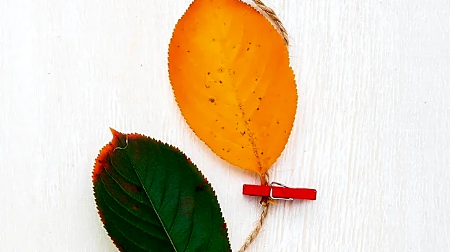 Homeowners Embrace Fall-Themed DIY Decor Beyond Traditional Pumpkins
