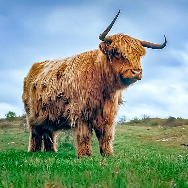 Petaluma Estate Features AI Concierge and Highland Cattle for $11.1 Million