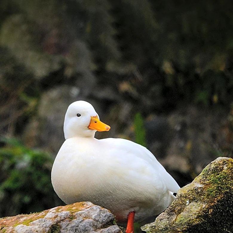 DuckDB Emerges as a High-Performance, Cost-Effective Database Solution for Analytics
