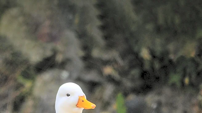 DuckDB Emerges as a High-Performance, Cost-Effective Database Solution for Analytics