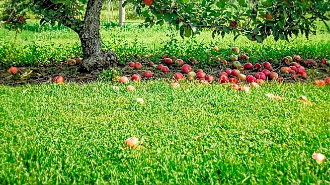 Northern Michigan Orchard Anticipates Strong McIntosh Apple Harvest Following Wet Summer