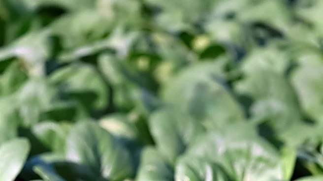 Biological Crop Inputs Market Sees Significant Growth Driven by Sustainability and Regulation