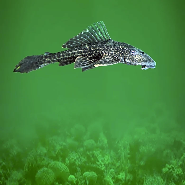 USDA Awards Nearly $20 Million for Catfish Products to Support Federal Nutrition Programs