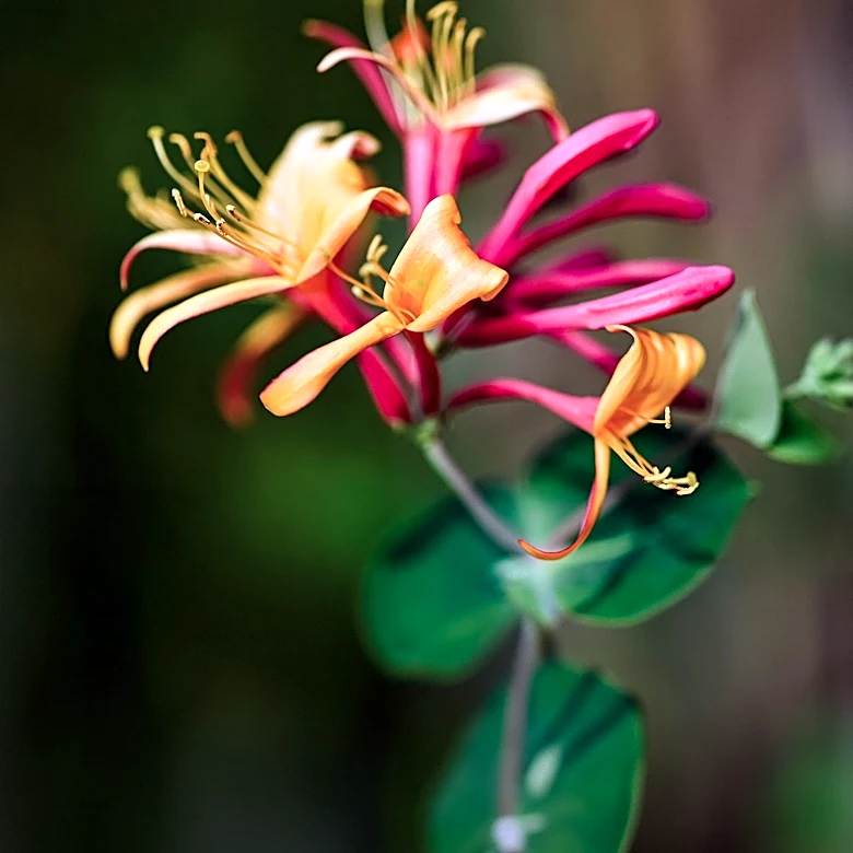 Honeysuckle: Distinguishing Edible Varieties and Parts for Safe Consumption