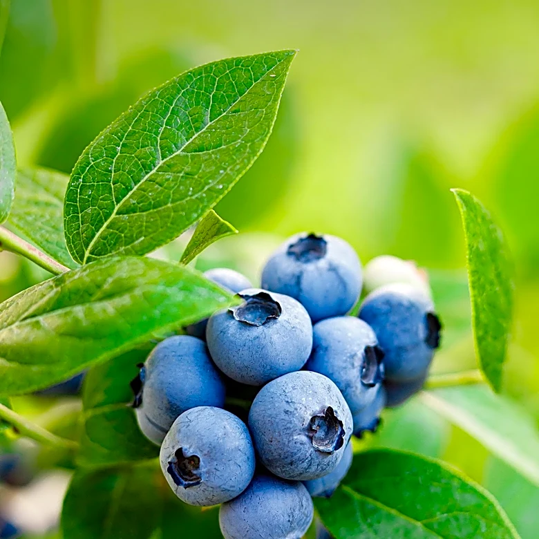 Maine Wild Blueberry Industry Faces Shrinking Acreage Due to Rising Costs and Weather