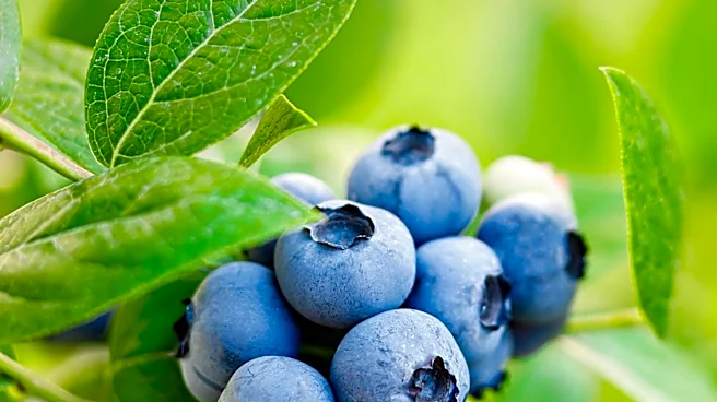 Maine Wild Blueberry Industry Faces Shrinking Acreage Due to Rising Costs and Weather