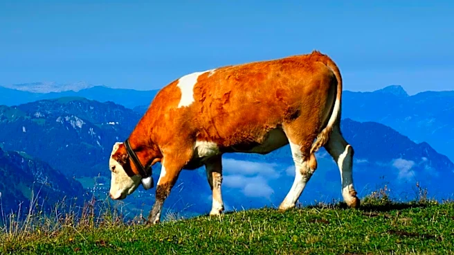 EU Live Cattle Exports Projected to Decline Amid Stricter Animal Welfare Rules and Disease Concerns