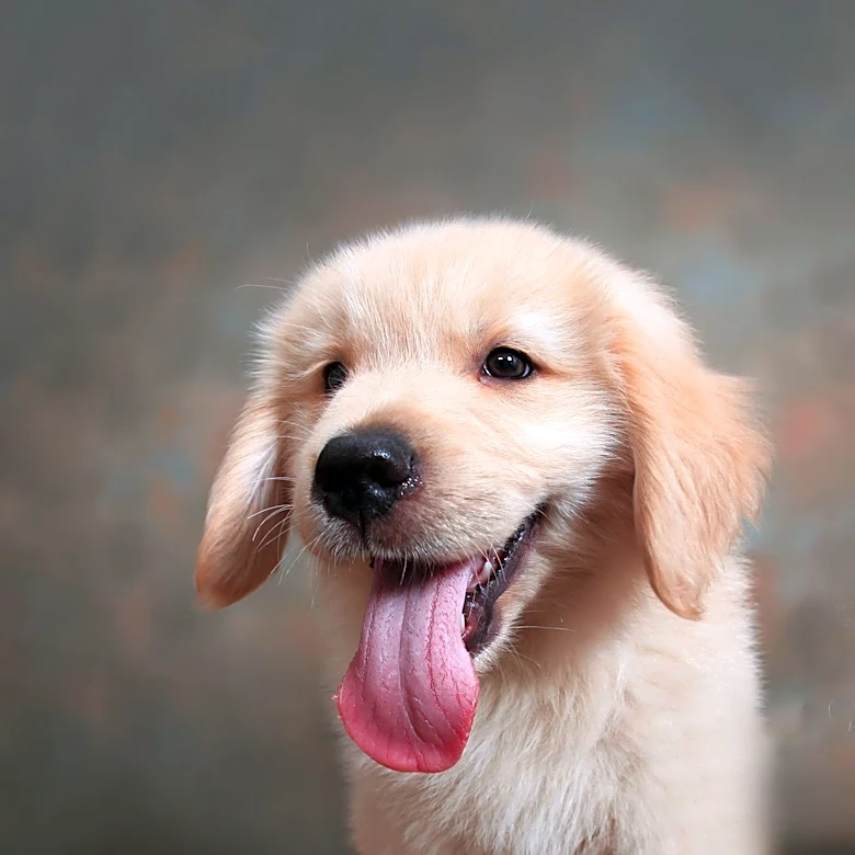 Senior Golden Retriever, Bruce, Thrives in New Home After Puppy Mill Rescue