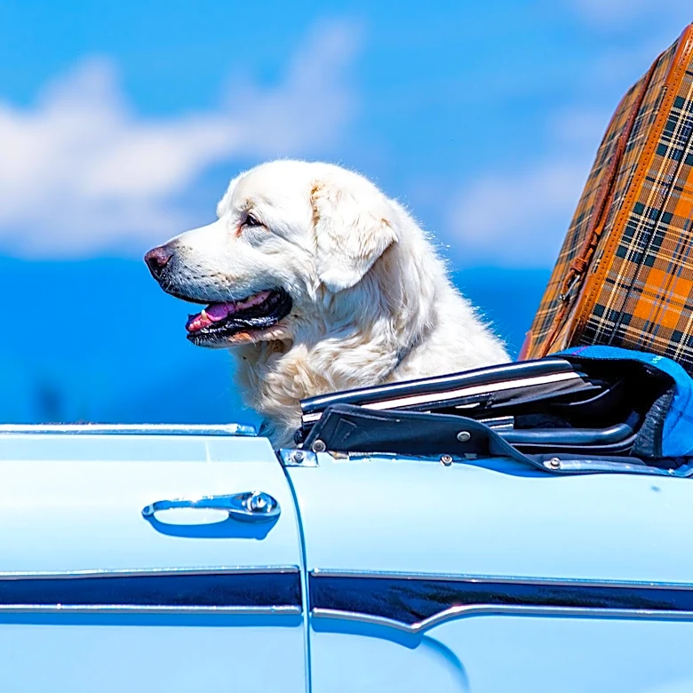 Planning Road Trips with Older Dogs Requires Specialized Care and Route Adjustments