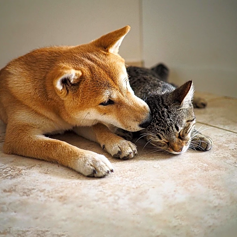 Rescue Dog Cactus Adopts Puppy Cowboy, Showcasing Interspecies Bond