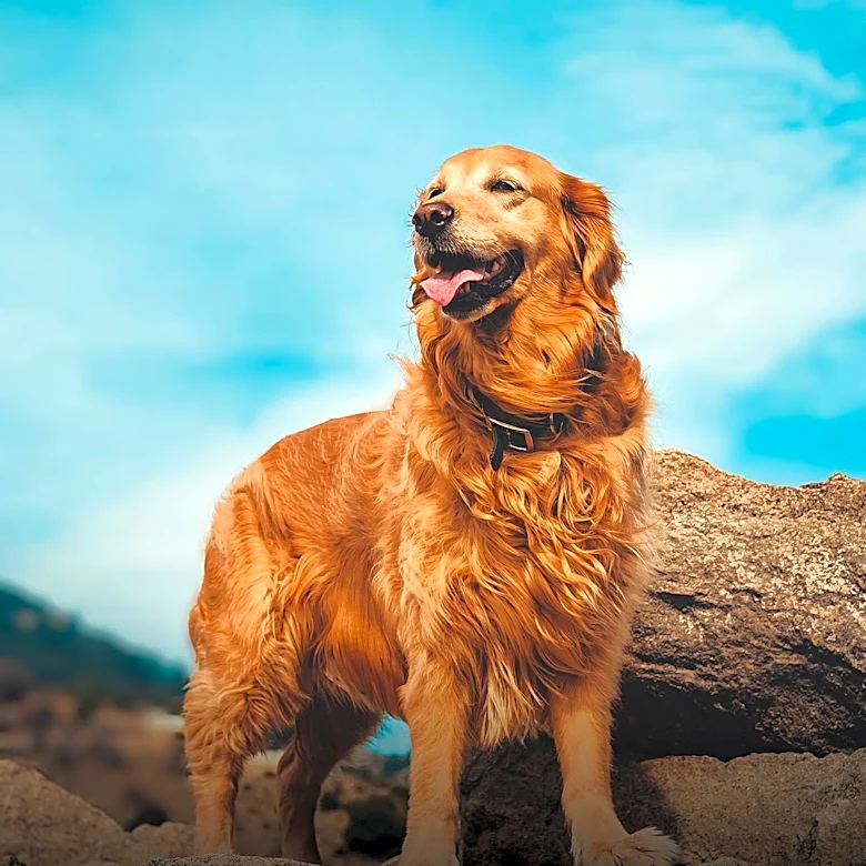 Senior Golden Retriever Bruce Thrives After Puppy Mill Rescue