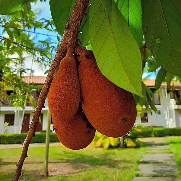 Experts Identify Five Bare-Root Fruit Trees Suitable for Partially Shaded Gardens
