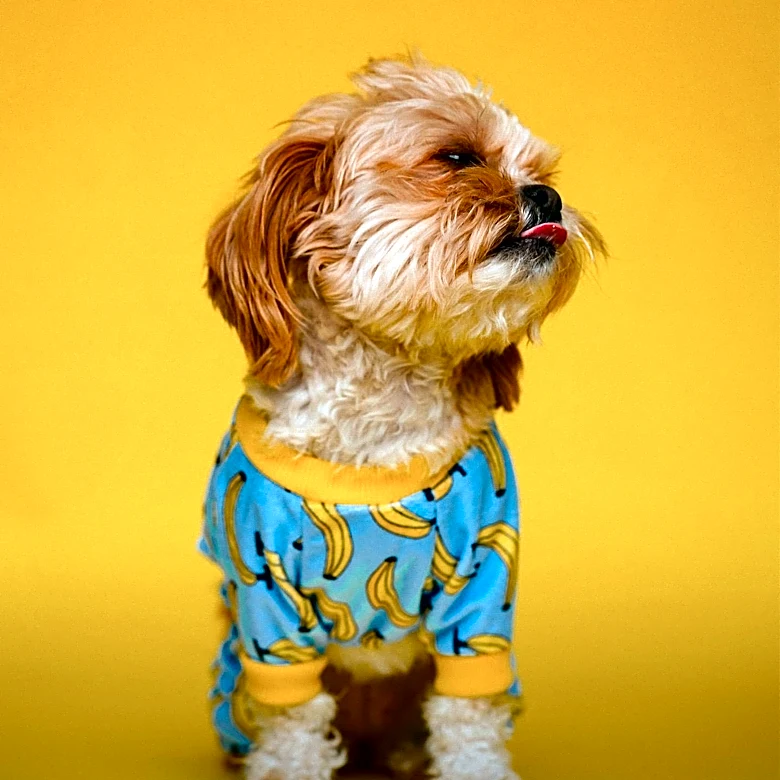 Chopova Lowena Features Dogs in Quirky Outfits at London Fashion Week