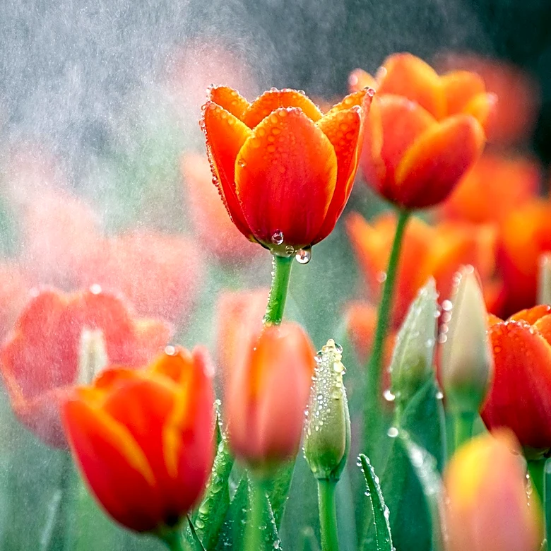 Tulips Can Grow Through Chicken Wire, Protecting Against Rodents