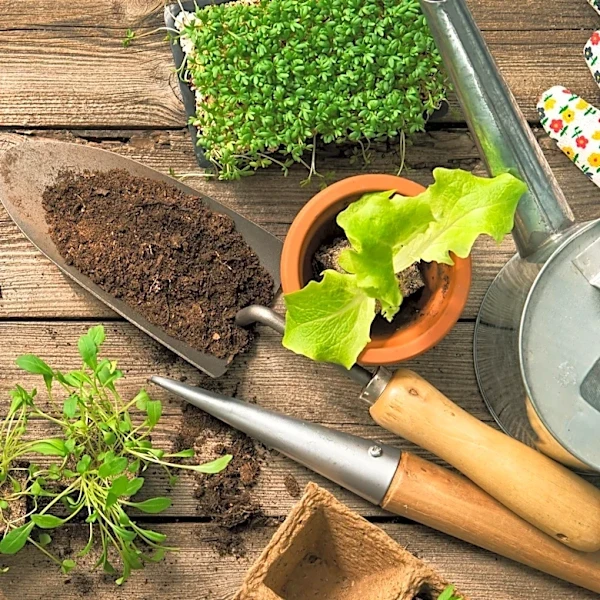 Beginner Gardeners Advised on Vegetable Garden Planning and Soil Preparation
