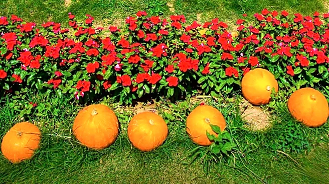 Live Oak Canyon Farm in Redlands Opens Annual Pumpkin Patch, Initiating Holiday Traditions
