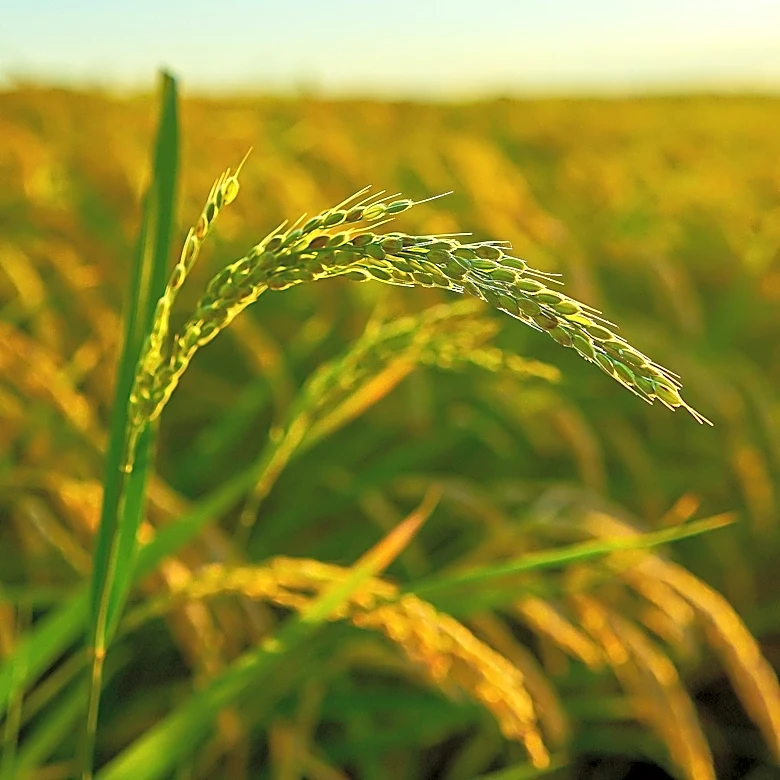 Anheuser-Busch Awards $130,000 Grant to University of Arkansas for Rice Research