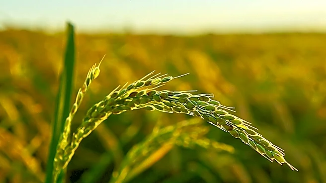 Anheuser-Busch Awards $130,000 Grant to University of Arkansas for Rice Research