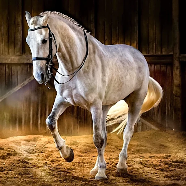 Equine Cryotherapy Utilized for Musculoskeletal and Soft Tissue Injuries in Horses