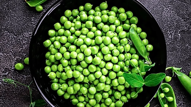 Pea Protein Market Projected to Reach $2.59 Billion by 2031 Amid Rising Demand for Plant-Based Products