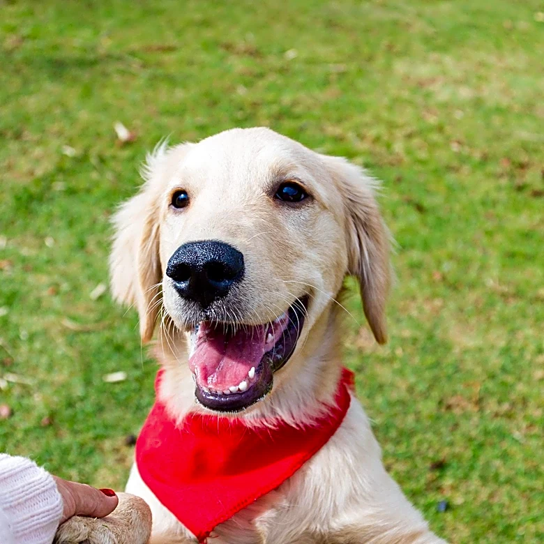 Golden Retriever's Affectionate Paw-Holding Goes Viral, Highlighting Unique Pet-Owner Bonds