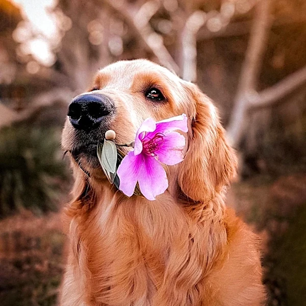 Golden Retriever Interrupts Owner's Get-Ready Video, Becomes Viral Sensation