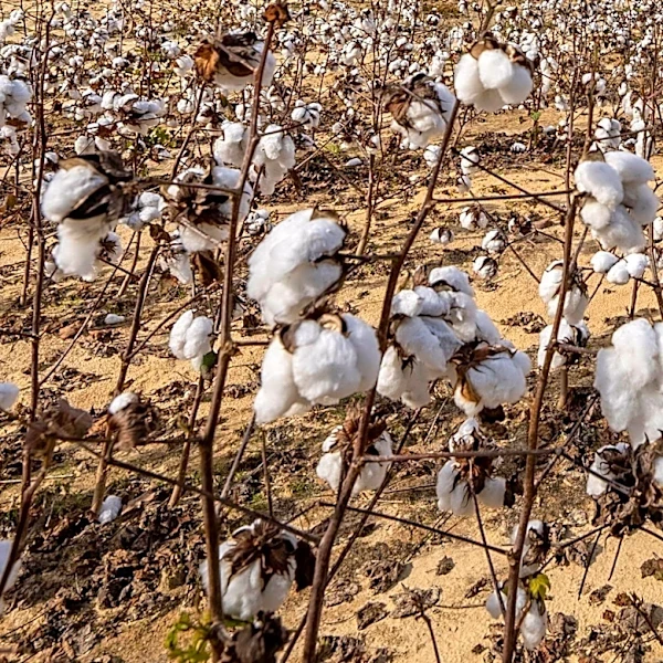 Oklahoma Cotton Crop Deteriorates Significantly Amidst Drought and Extreme Heat
