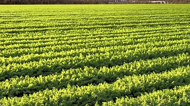 California Farm Bureau President Shannon Douglass Discusses Challenges Facing State Agriculture
