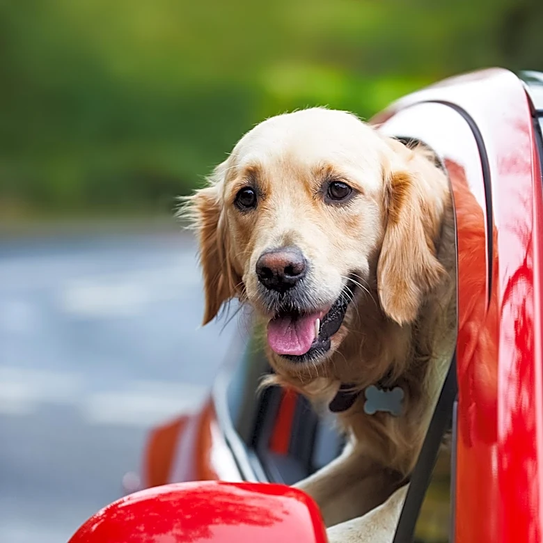 Pet Travel Requires Extensive Planning to Avoid Stressful Trips