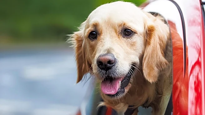 Pet Travel Requires Extensive Planning to Avoid Stressful Trips