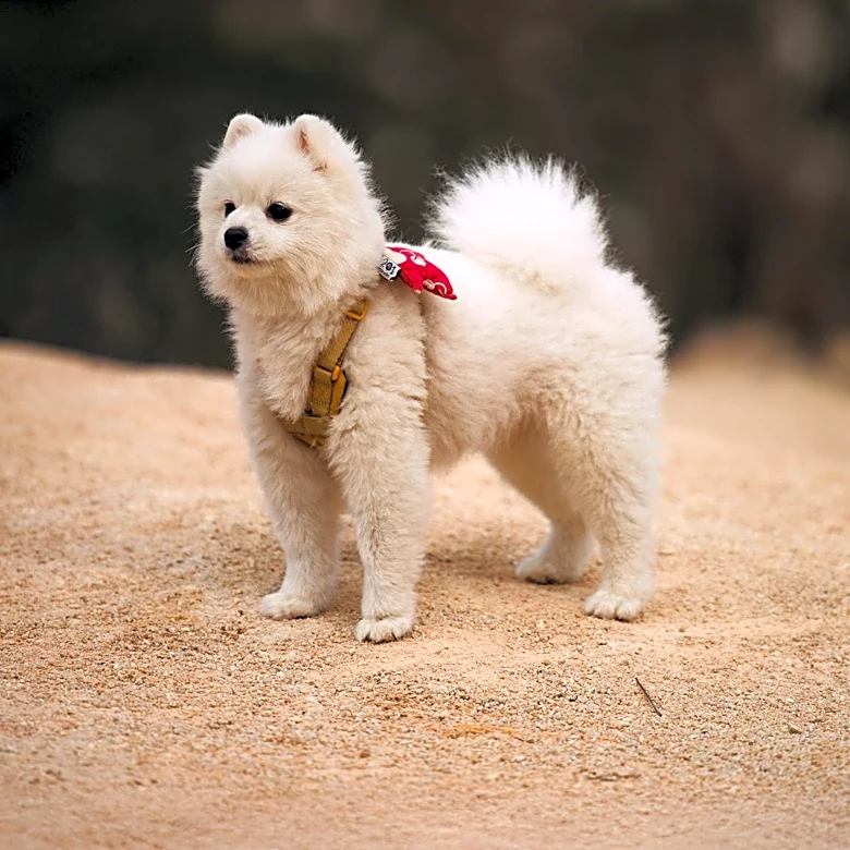 Wearable Technology for Pets Raises Concerns Amidst Market Growth