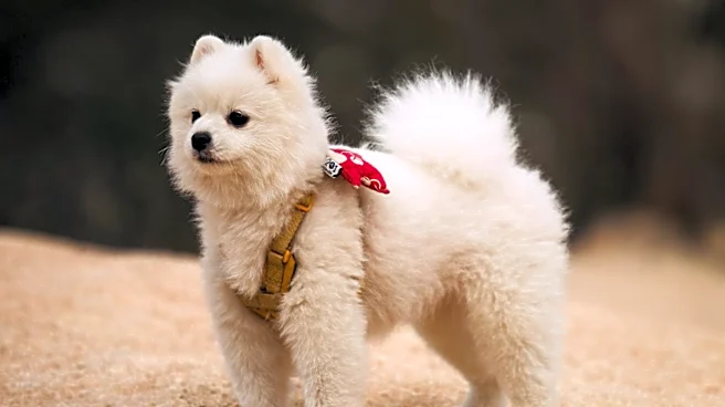 Wearable Technology for Pets Raises Concerns Amidst Market Growth
