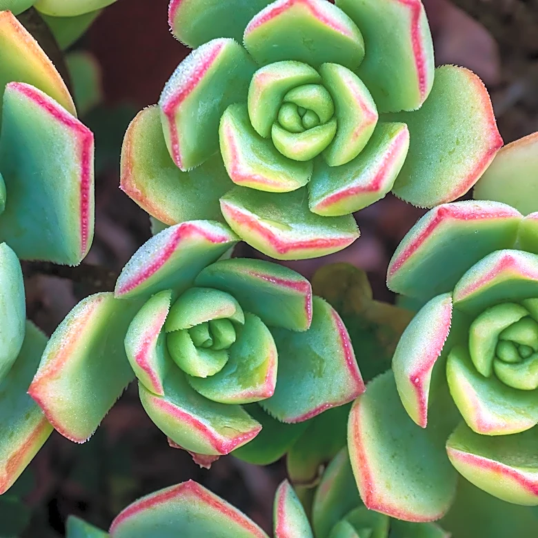 Aeonium 'Auspicious Clouds' Cultivar Emerges as a Variegated Succulent with Cultural Significance