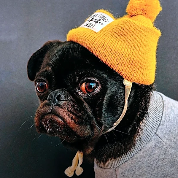 Dog Named Bean Assumes Maternal Role for Puppy During Mother's Absence